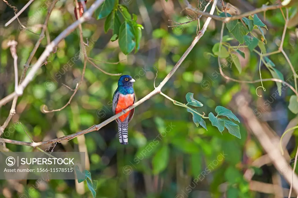 South America,Brazil,Mato Grosso,Pantanal area,Blue-crowned Trogon (Trogon curucui).