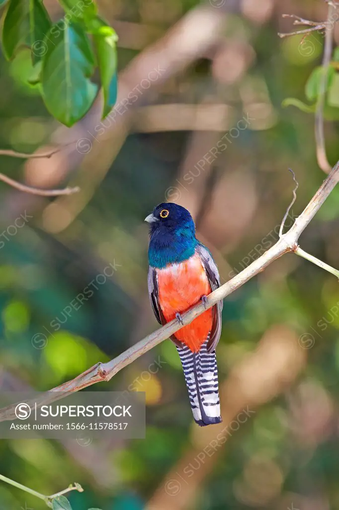 South America,Brazil,Mato Grosso,Pantanal area,Blue-crowned Trogon (Trogon curucui).