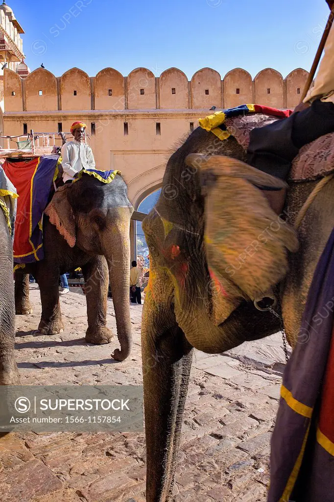 Elephants in Amber fort,Amber, Rajasthan, India
