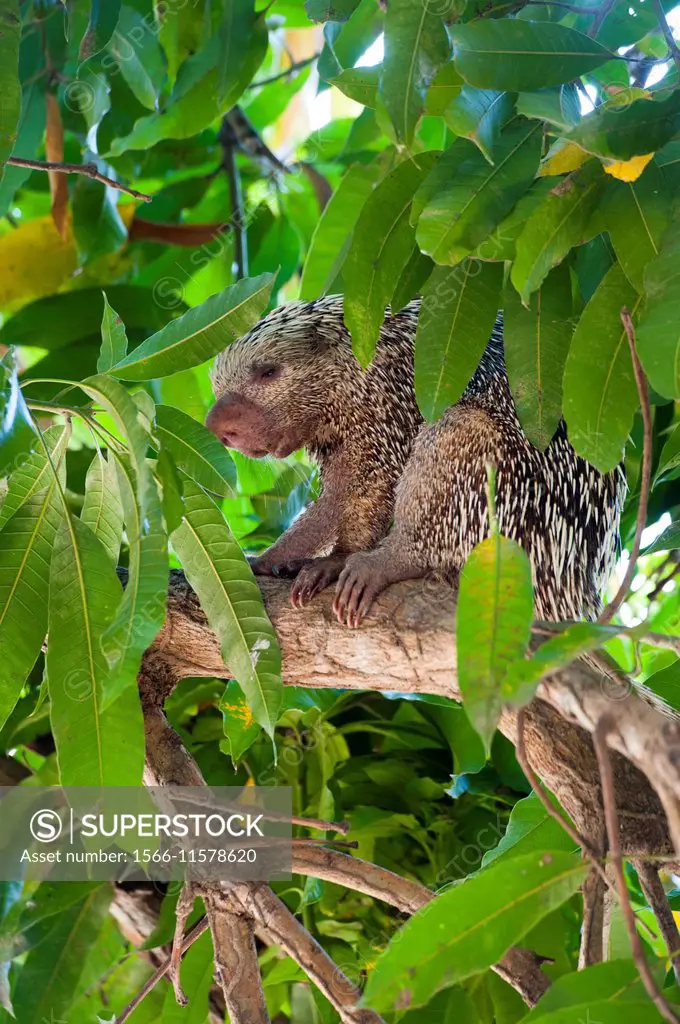 A Brazilian porcupine (Coendou prehensilis) in a tree at Porto Jofre in the northern Pantanal, Mato Grosso province in Brazil.