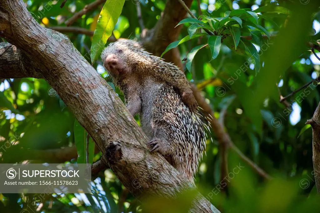 A Brazilian porcupine (Coendou prehensilis) in a tree is scratching the back at Porto Jofre in the northern Pantanal, Mato Grosso province in Brazil.