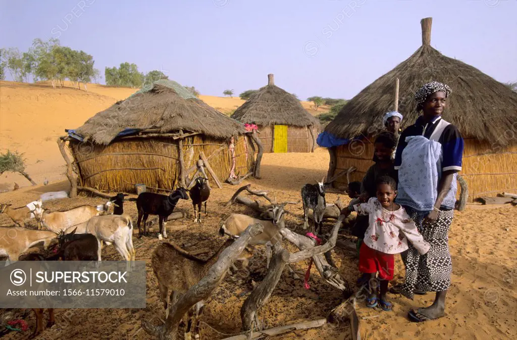 Sahel goats enclosure, village close to Lompoul desert, Senegal, West Africa