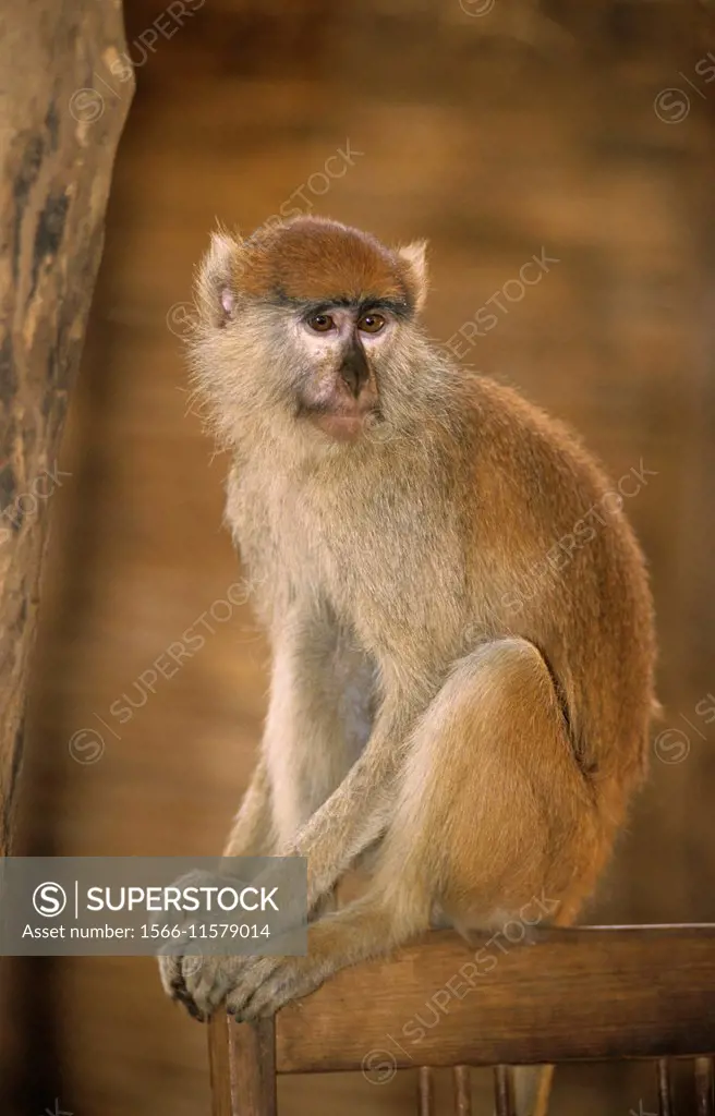Patas monkey (Erythrocebus patas), Niokolo Koba National park, Senegal, West Africa