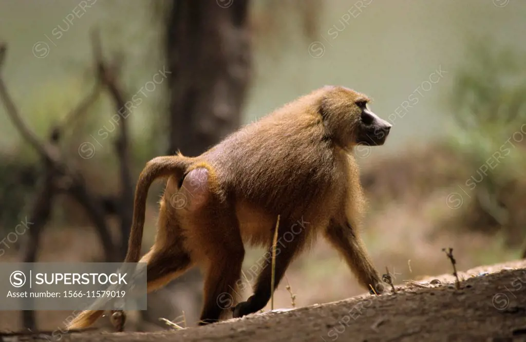 Guinea baboon monkey (Papio papio), National park of Niokolo Koba, Senegal, West Africa
