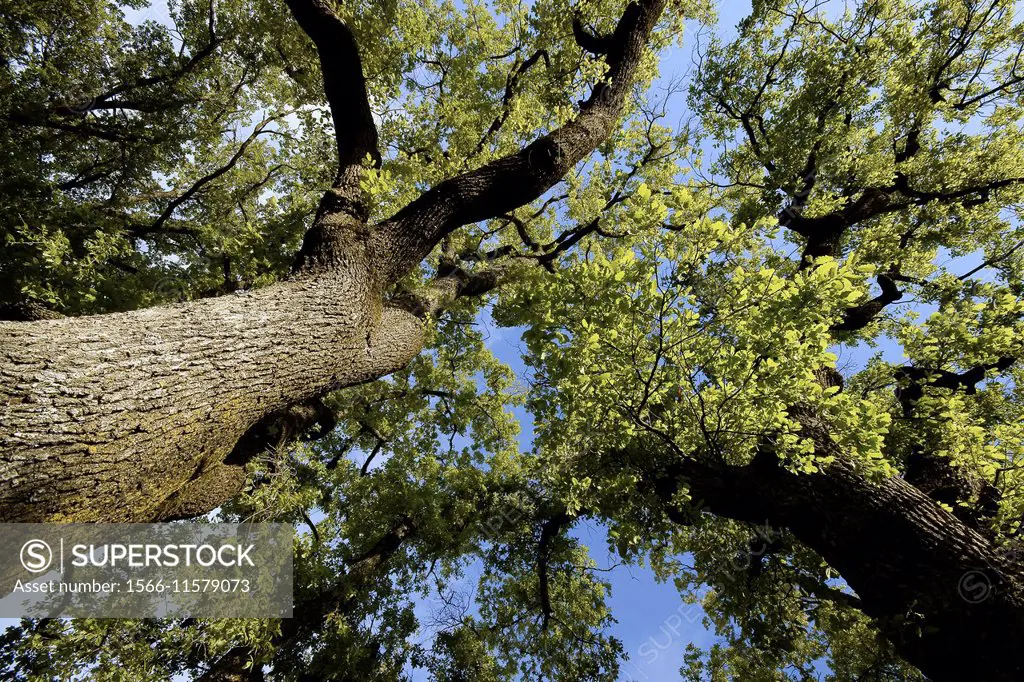 Oak (Quercus robur), Isábena river valley, Huesca province, Aragon, Spain
