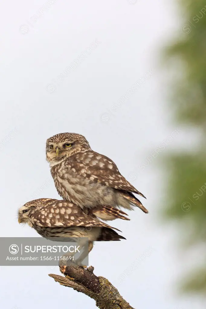Little Owl Athene noctua mating pair on branch  Lleida  Catalonia  Spain