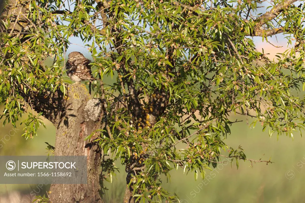 Little Owl Athene noctua perched on Almond Tree Prunus dulcis  Lleida  Catalonia  Spain