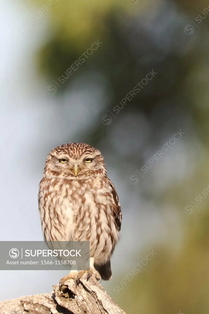Little Owl Athene noctua perched on branch and looking at camera  Lleida  Catalonia  Spain