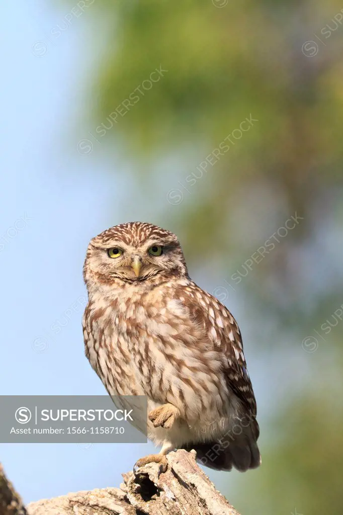 Little Owl Athene noctua perched on branch  Lleida  Catalonia  Spain