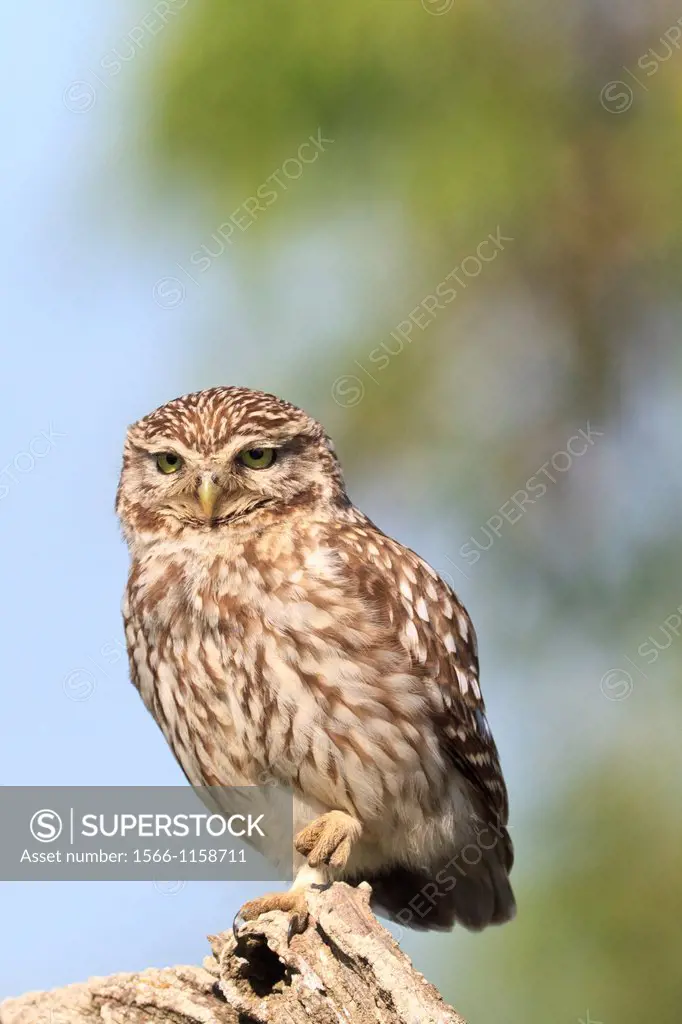 Little Owl Athene noctua perched on branch  Lleida  Catalonia  Spain