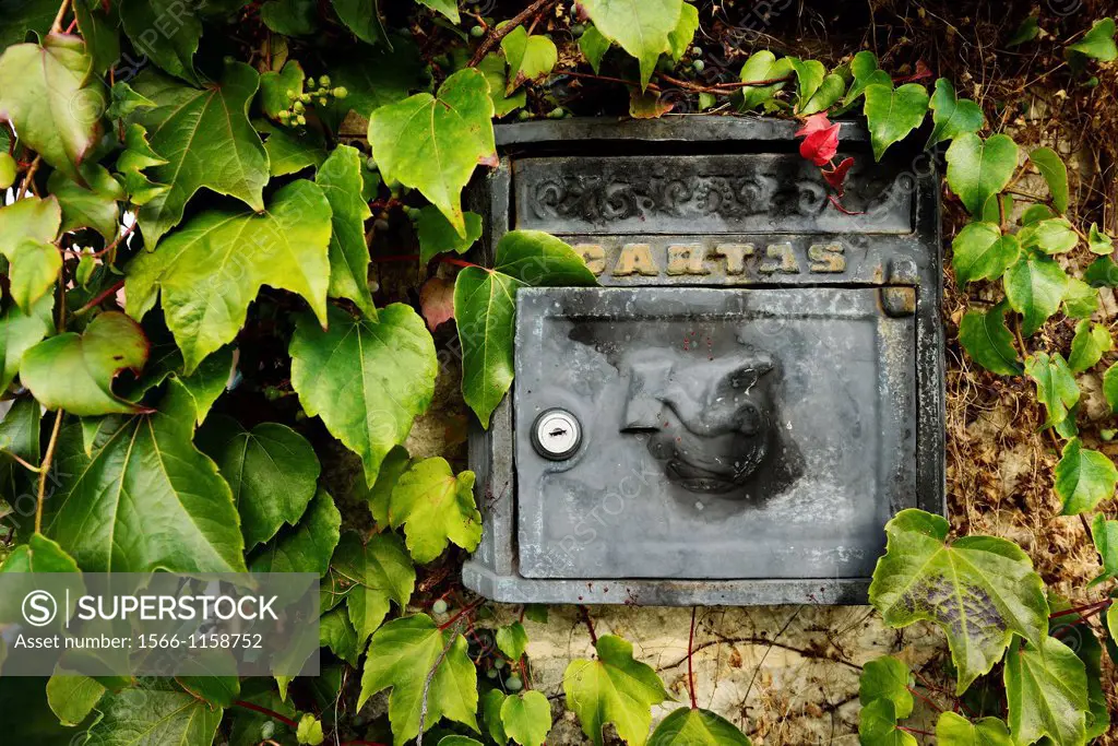 Postbox on the wall with ivy around