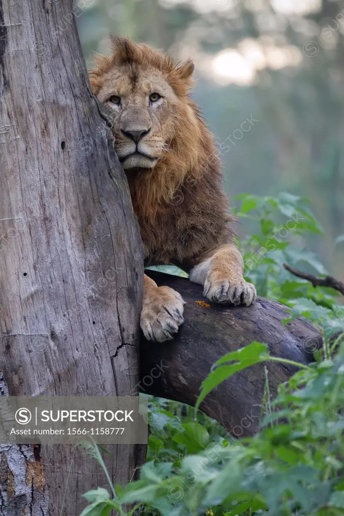 male Lion Panthera leo peering from behind tree, Lake Nakuru National Park, Kenya