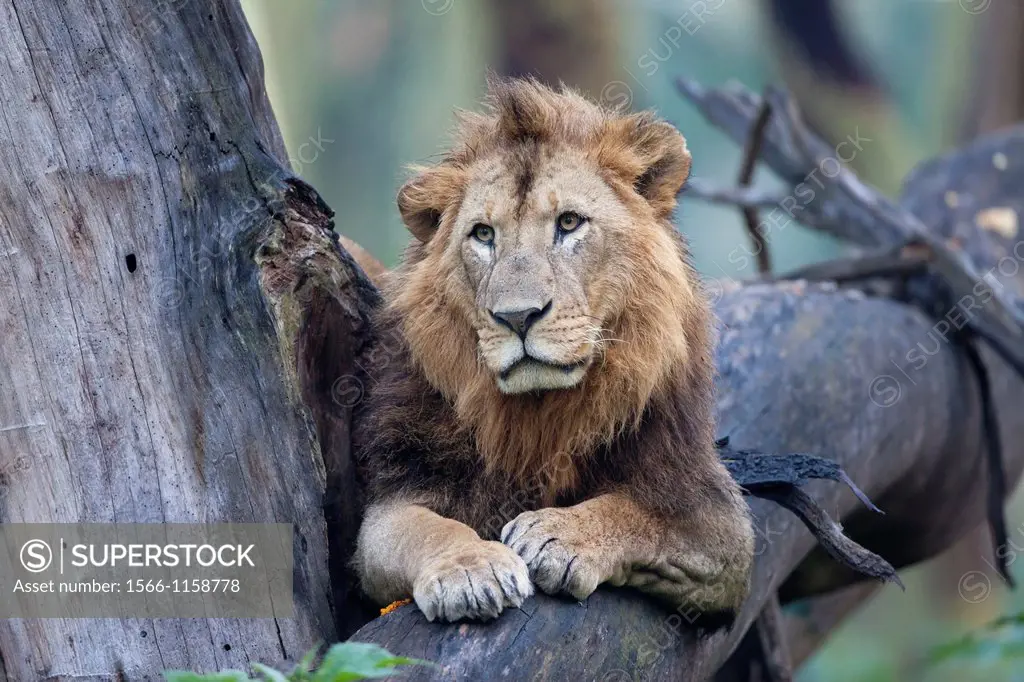 male Lion Panthera leo lying on tree, Lake Nakuru National Park, Kenya