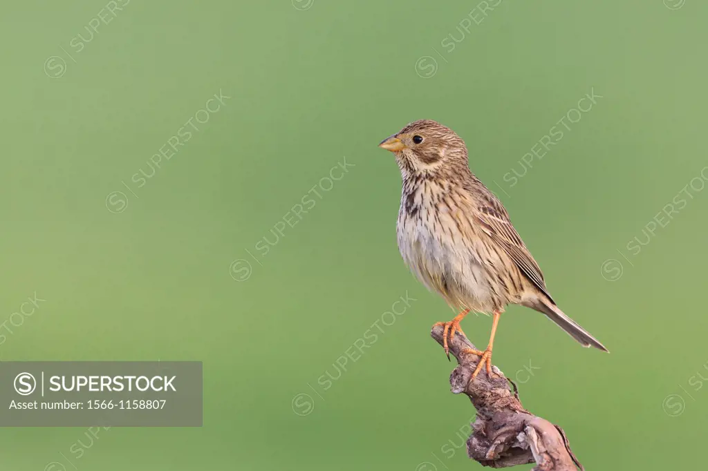 Corn Bunting Emberiza calandra perched on branch  Lleida  Catalonia  Spain