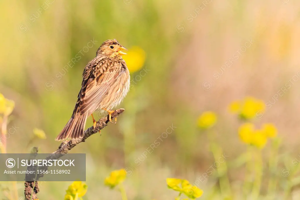 Corn Bunting Miliaria calandra perched and calling on branch  Lleida  Catalonia  Spain