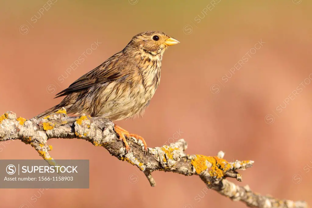Corn Bunting Emberiza calandra perched on branch after bathing  Lleida  Catalonia  Spain