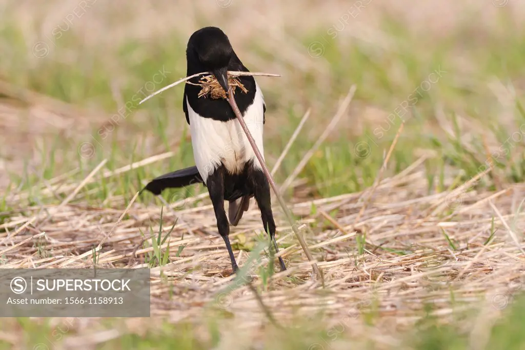 Common Magpie Pica pica pulling worm from ground  Lleida  Catalonia  Spain