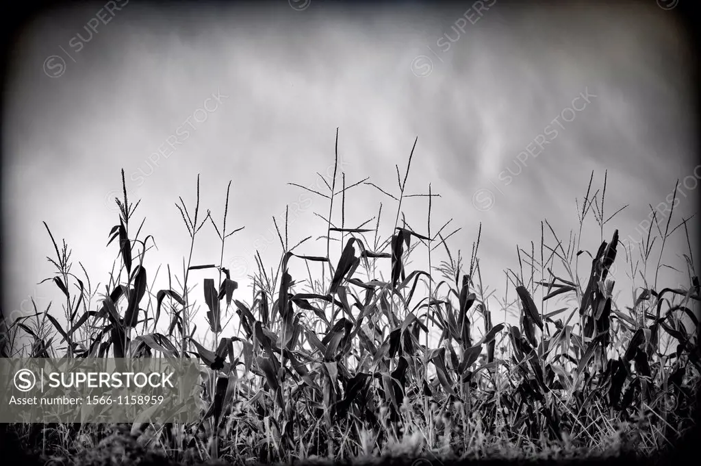 Cereal  Cultivo de maíz  Campo sembrado de maíz , Cereal  Corn crop  Cornfield