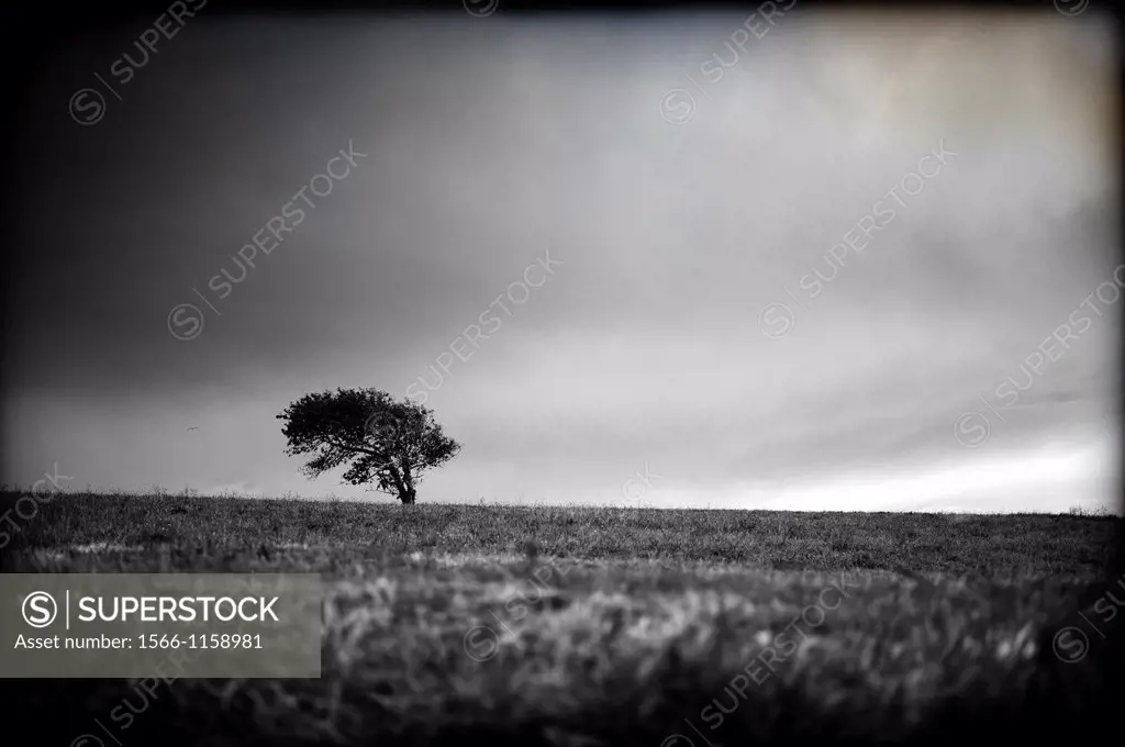 Arbol solitario en medio de campo , Lone tree in the middle of field