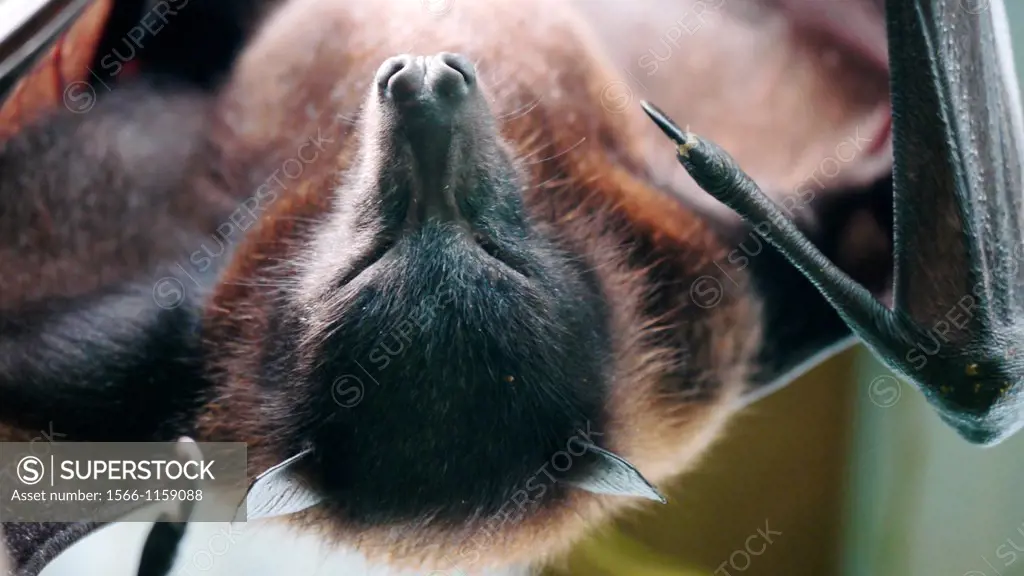 A flying fox bat hangs upside down from a tree branch