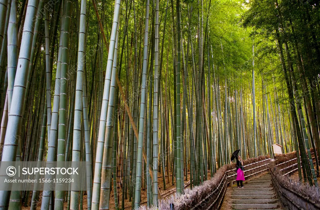 Bamboo forest, in Adashino Nembutsu ji temple , Arashiyama, Kyoto 