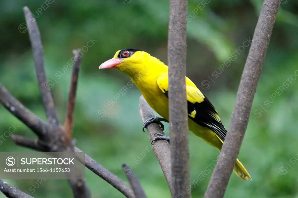 Black-Naped, Bird Park, Kuala Lumpur, Wilayah Persekutuan, Malaysia.