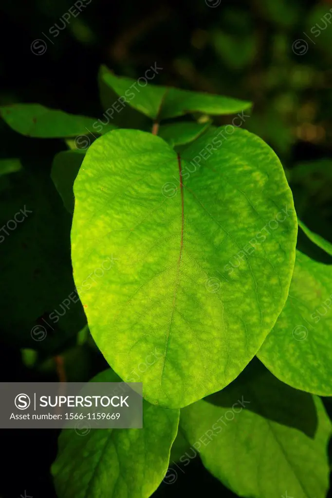 Quince leaf Cydonia oblonga