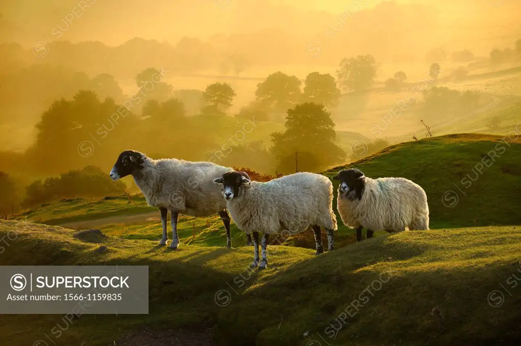 Swale sheep at sunrise over Rosedale viewed from Chimney Bank, North Yorks National Park, North Yorkshire, England