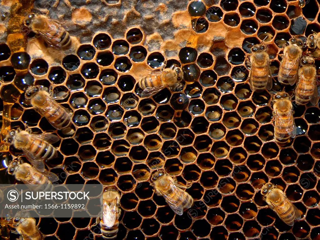 A close up view of working bees in a beehive producing honey on honey cells