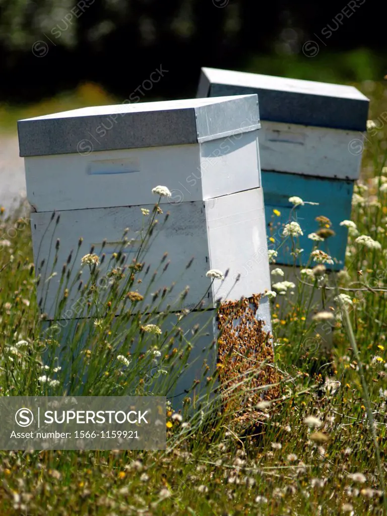 Beehives in a field of flowers