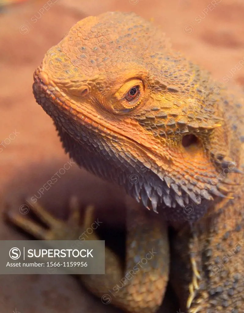 Bearded Dragon (Pogona barbata) from central Australian desert