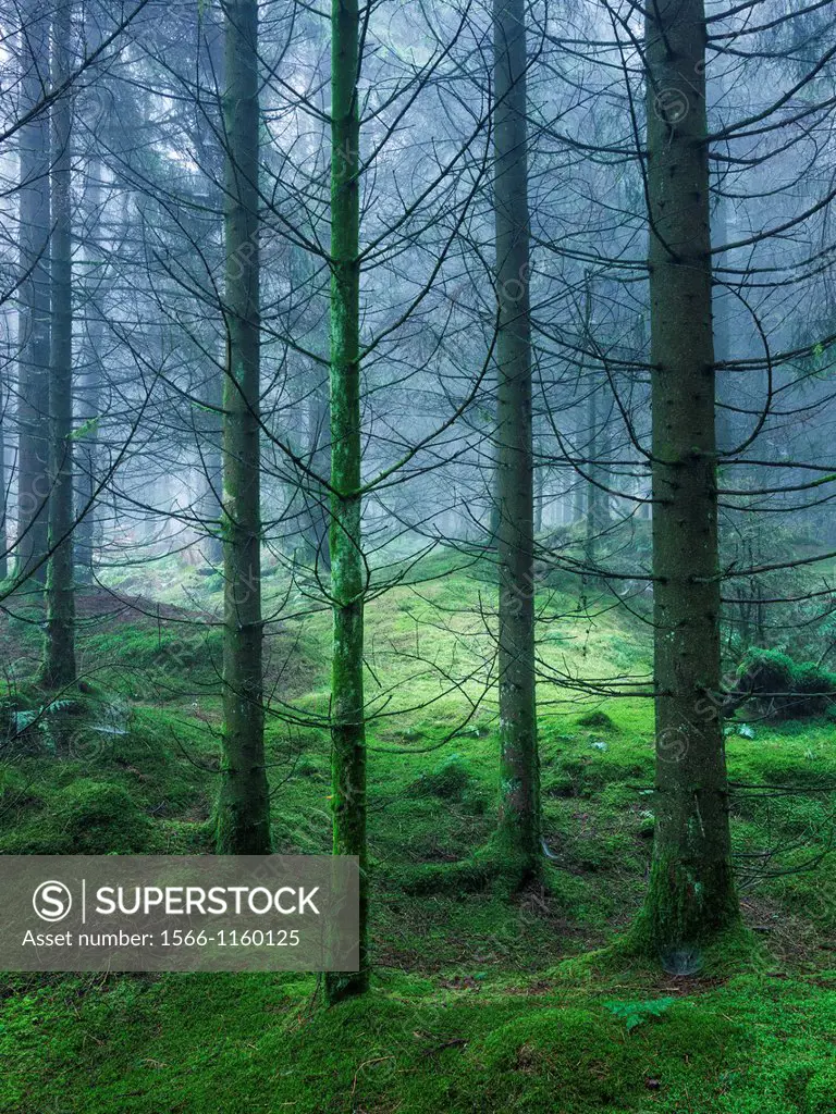 Stockhill Forest in the Mendip Hills near Priddy, Somerset, England, UK