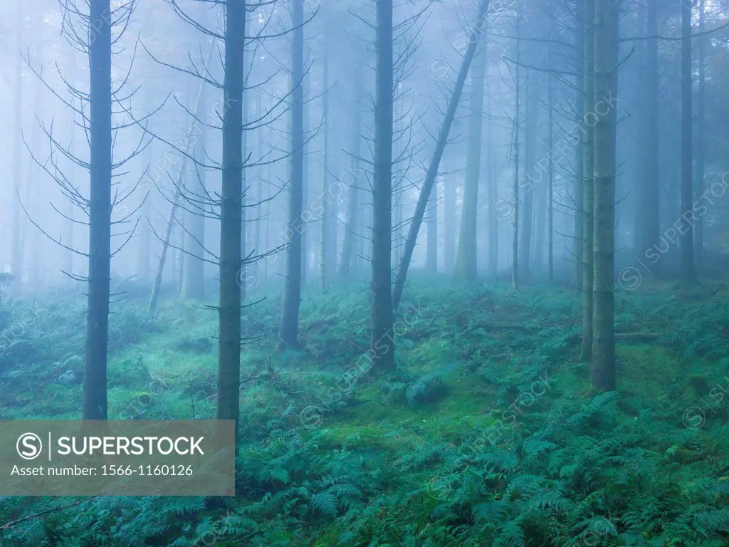 Misty scene in a forest at autumn time  Stockhill Forest, Mendip Hills, Somerset, England