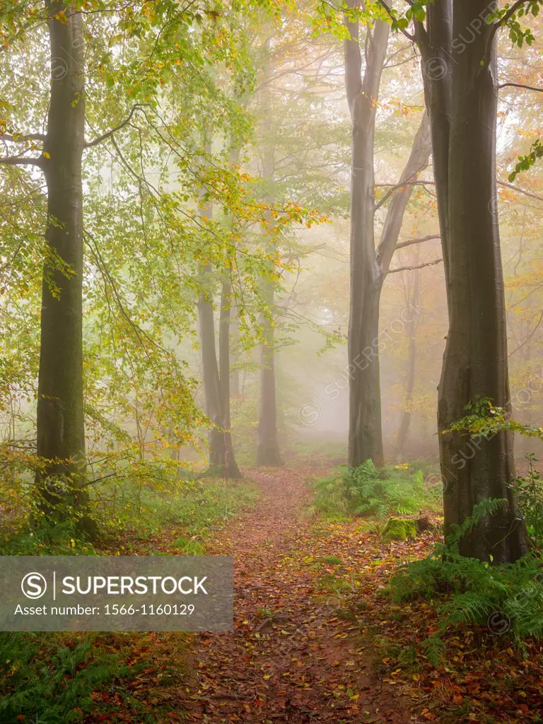Beech trees and mist in a woodland  Stockhill Forest, Mendip Hills, Somerset, England
