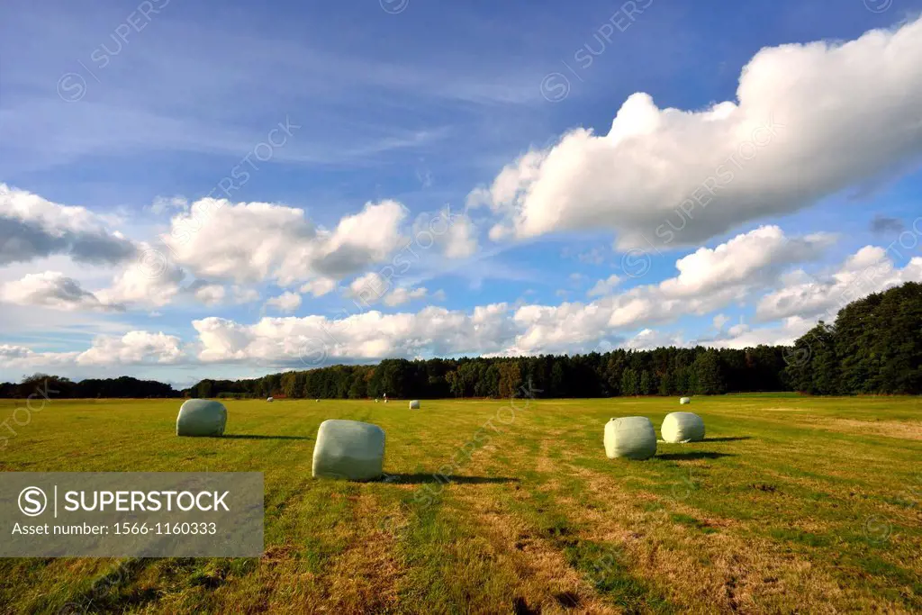 Bales of Hay, Heath of Winkel, Gifhorn, Lower Saxony, Germany