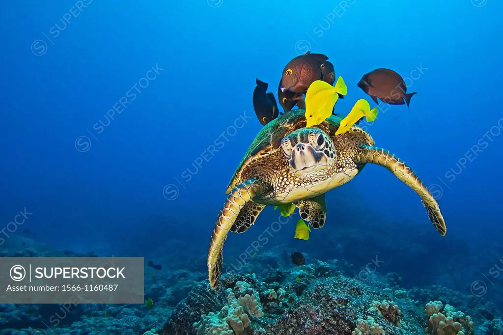 endangered species, green sea turtle, Chelonia mydas, being cleaned by yellow tang, Zebrasoma flavescens, and gold-ring surgeonfish, Ctenochaetus stri...