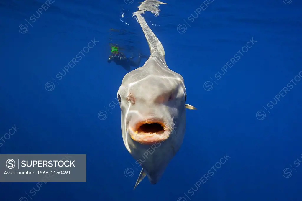 ocean sunfish, Mola mola, and snorkeler with underwater video camera, off San Diego, California, USA, East Paficic Ocean, Model Released MR-000088