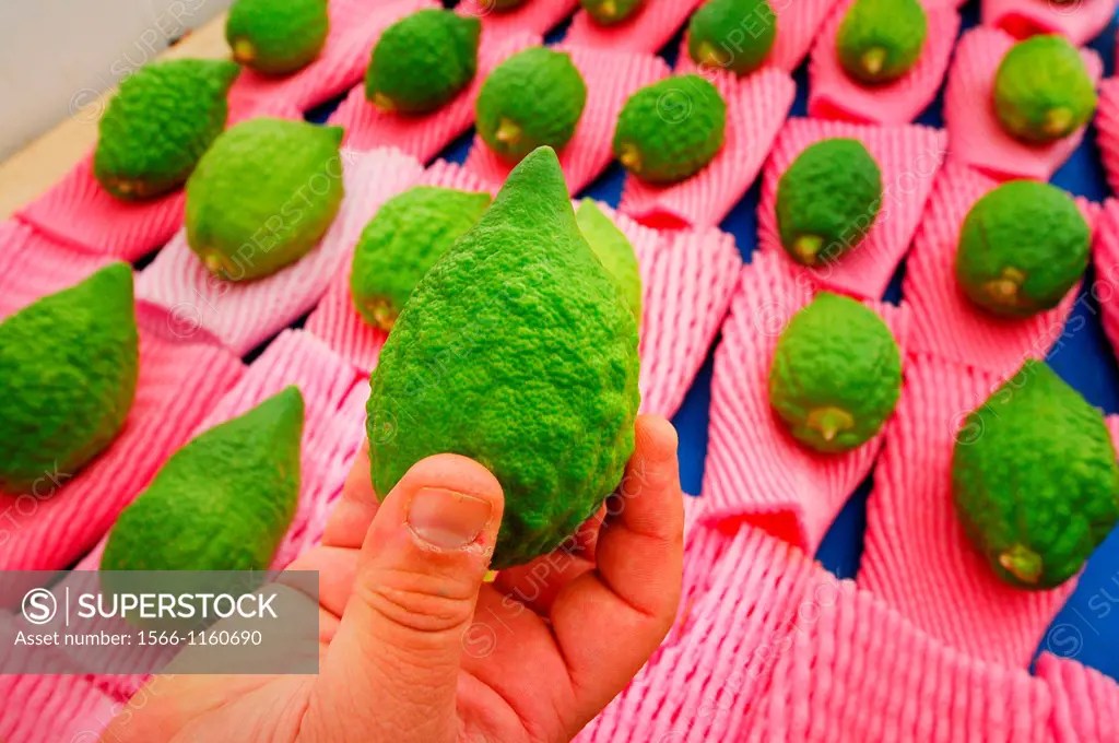 Etrog, the yellow citron is on display at a four species market for the Jewish holiday of Sukkot  The Four Species are waved together along with speci...