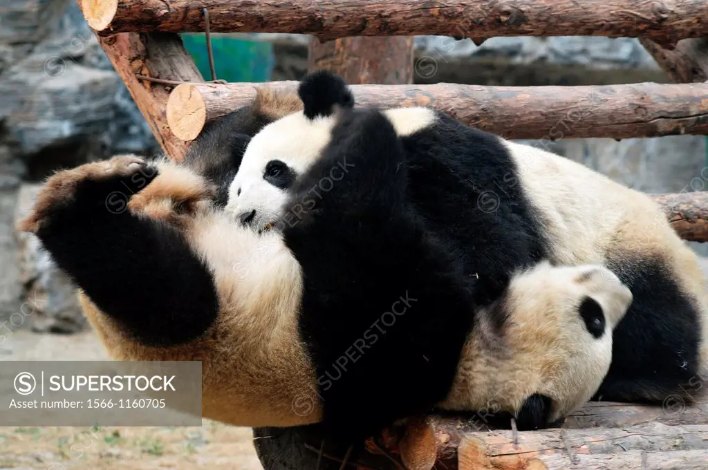 Panda bears in Beijing Zoo, China