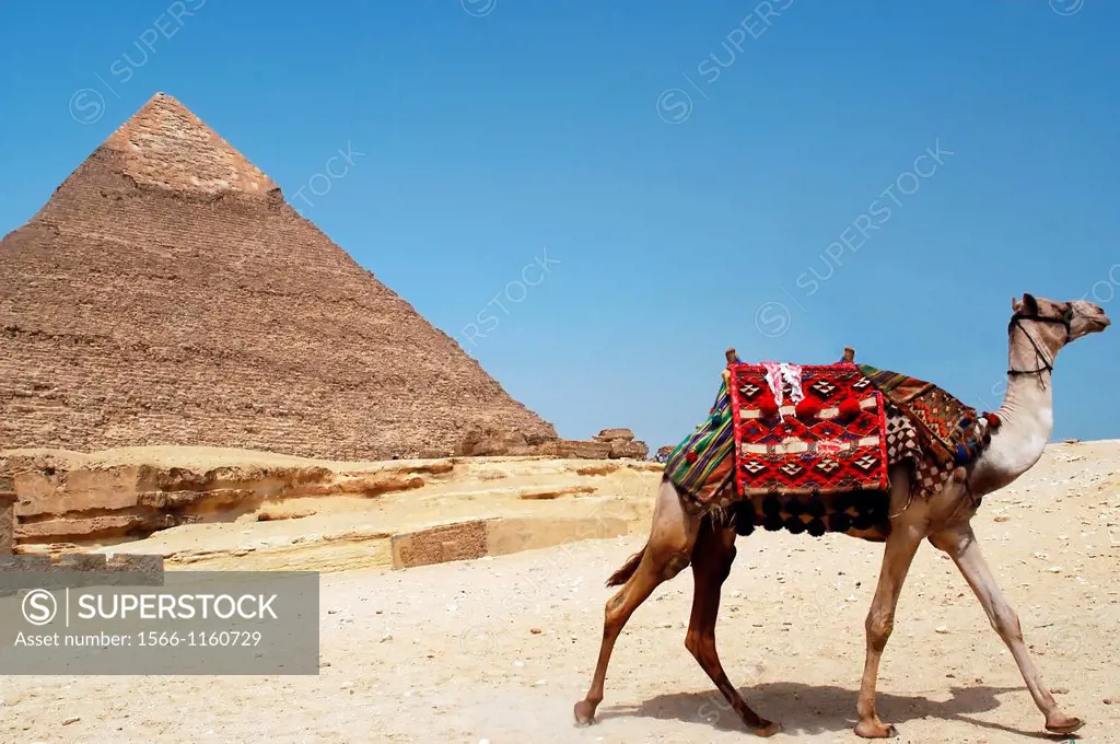 A camel runs away near the iconic Chefren pyramid of Giza, Egypt
