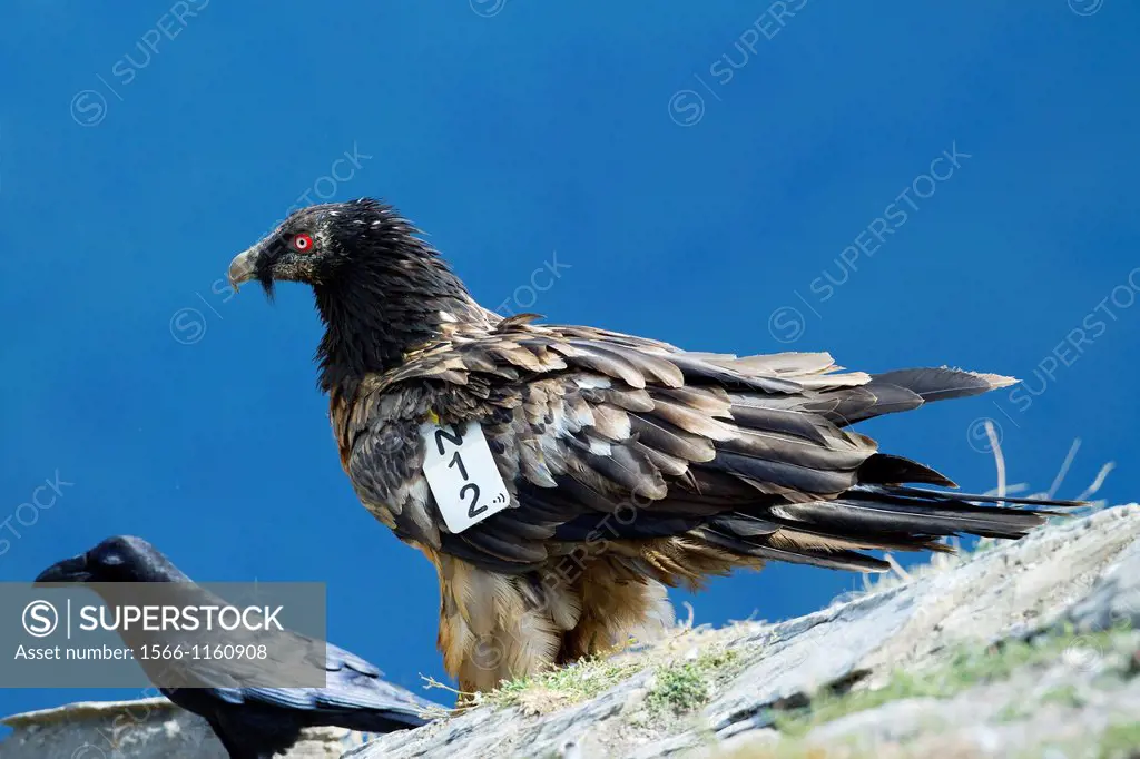 Young lammergeier Gypaetus barbatus or bearded vulture of three years old, a female called Paola with wingmark in Ordesa y Monte Perdido National Park...