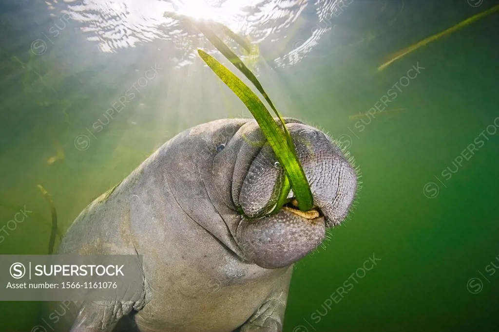 Florida manatee, Trichechus manatus latirostris, calf feeding on seagrass, , endangered subspecies of West Indian manatees, Crystal River National Wil...
