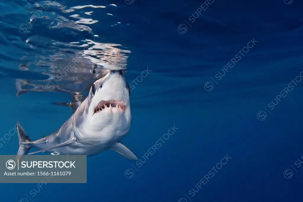 shortfin mako shark, Isurus oxyrinchus, very aggressive and the fastest swimmer of all shark species, San Diego, California, USA, Pacific Ocean