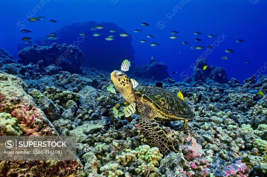 green sea turtle, Chelonia mydas, being cleaned by convict tang, Acanthurus triostegus, and gold-ring surgeonfish, Ctenochaetus strigosus, Kona, Big I...