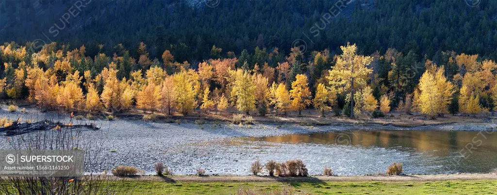 Canada, BC, Princeton  Similkameen River  Fall colour in the aspen trees on the rivers edge