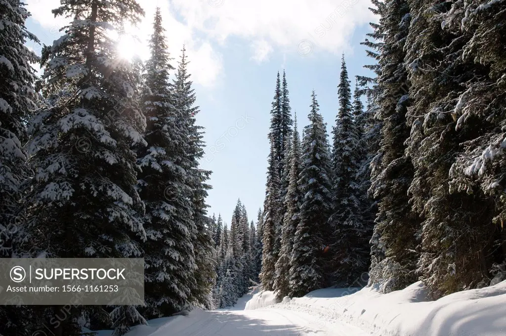 Canada, BC, Sun Peaks Resort  Cross country ski trails cuts a swath through the forest in mid winder
