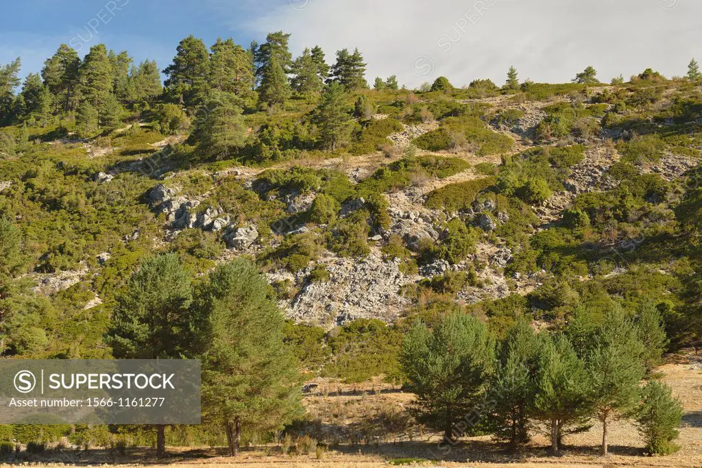 Vegetation of cold mountains. Sabina and Scottish pine in the Montes Universales (Teruel)