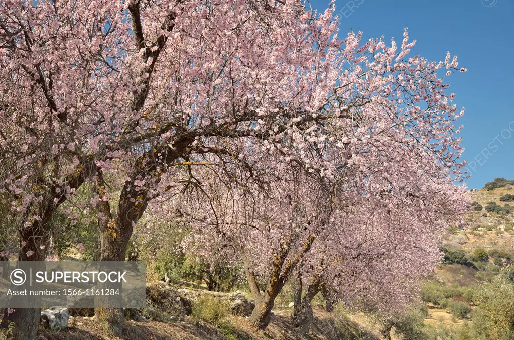 Almond blossom in the Natural Park of Sierras Subbéticas, near Carcabuey Córdoba