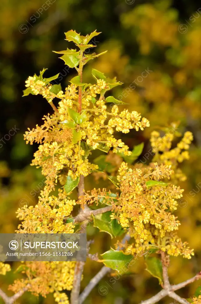 Male flowers of Quercus coccifera