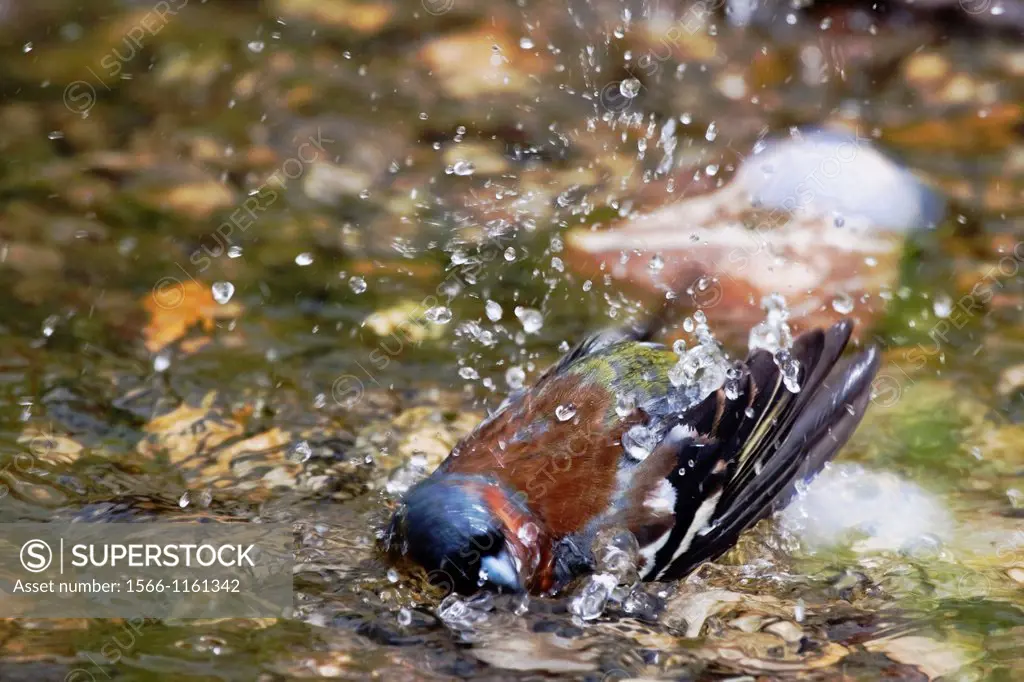 Chaffinch Fringilla coelebs male bathing - Bavaria/Germany